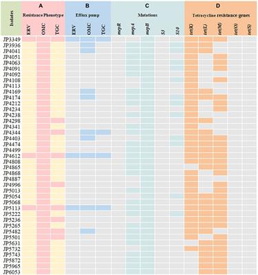 In vitro antimicrobial activity and resistance mechanisms of the new generation tetracycline agents, eravacycline, omadacycline, and tigecycline against clinical Staphylococcus aureus isolates